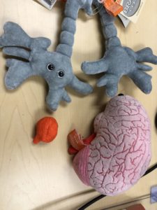 Stuff Toy Brain