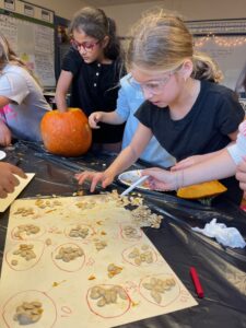 Students counting pumpkin seeds